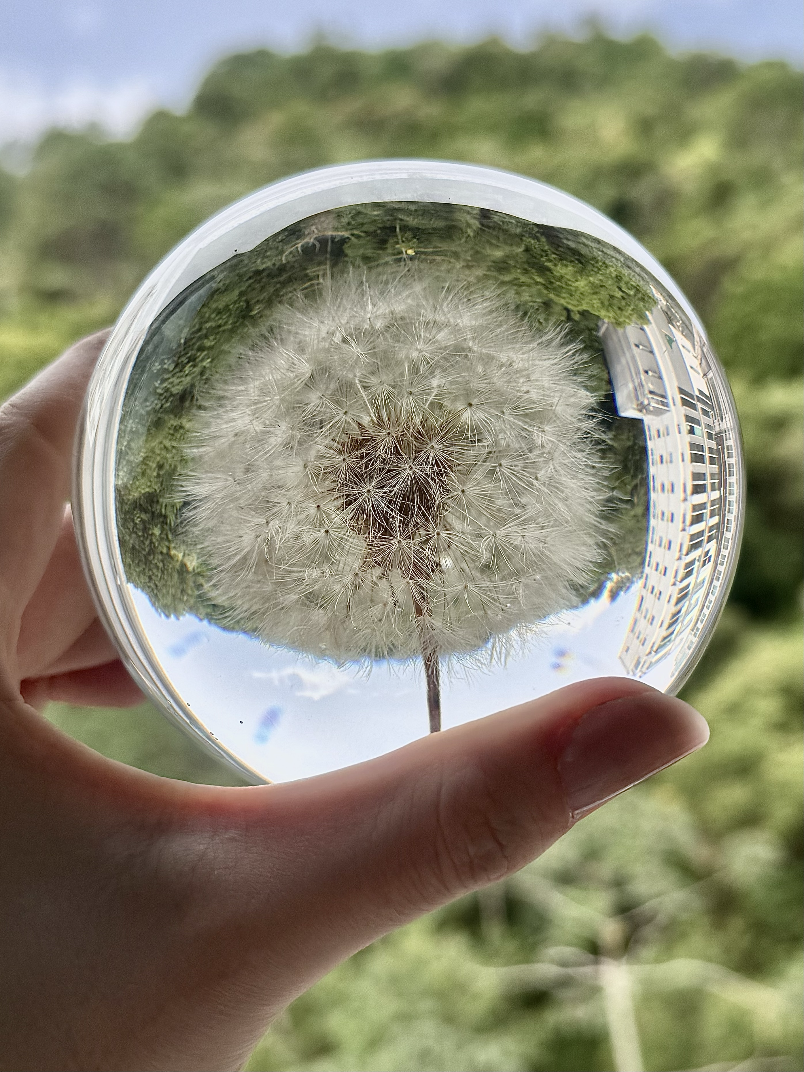 Real dandelion resin sphere