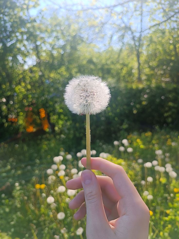 Real dandelion botanical image